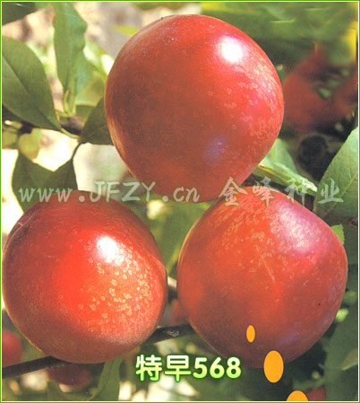 特早熟甜油桃最新品种-特早568