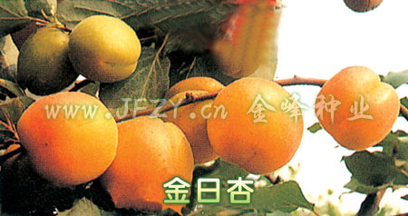 金日杏
